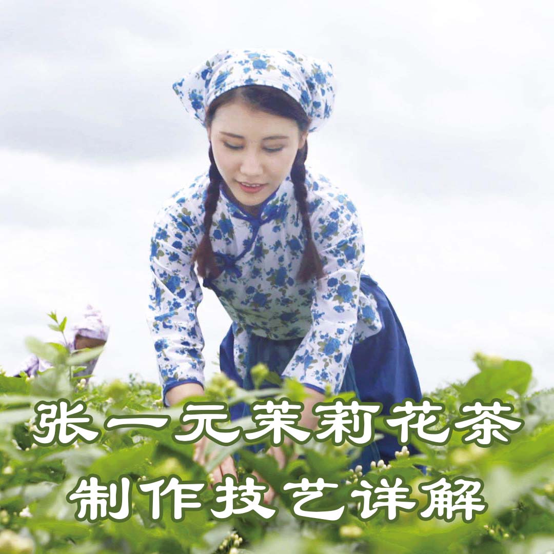 张一元茉莉花茶制作技艺详解
