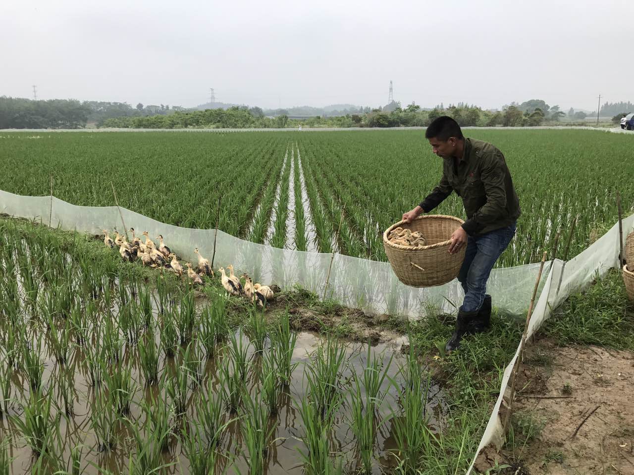 稻鸭共育，实现稻鸭双丰收！！