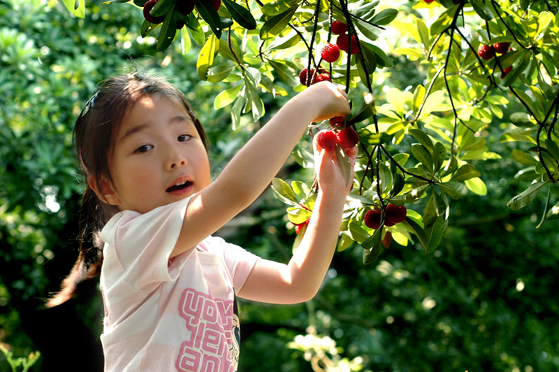 不是所有杨梅都叫仙居杨梅！