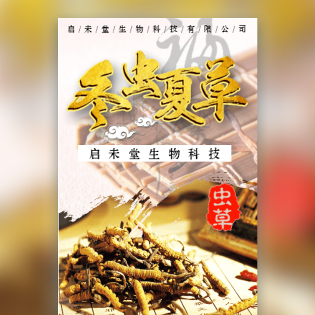 新鮮冬蟲夏草預售開始了