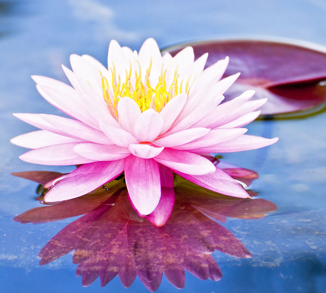 ?李玉剛唱的《蓮花》太美了，聽了十遍還想聽！