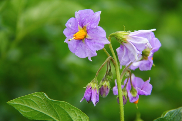 [副本]诺普信马铃薯解决方案众筹会成功举行